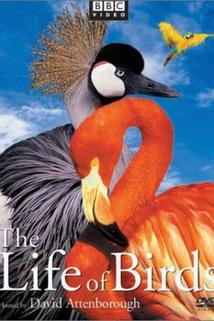 Profilový obrázek - The Life of Birds
