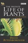 The Private Life of Plants (1995)