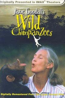 Profilový obrázek - Jane Goodall's Wild Chimpanzees