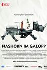 Nashorn im Galopp (2013)