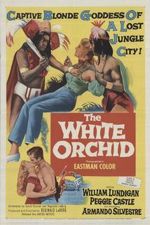 Profilový obrázek - The White Orchid