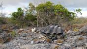 Aldabra: Byl jednou jeden ostrov