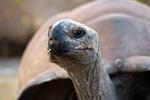 Aldabra: Byl jednou jeden ostrov