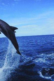 Profilový obrázek - Dolphins: The Wild Side