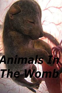 Profilový obrázek - Animals in the Womb